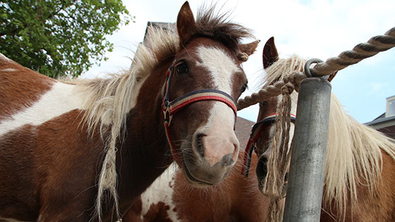 Ponymarkt Bemmel