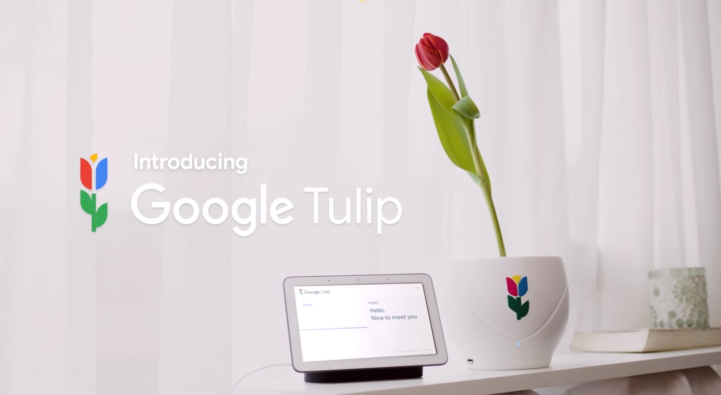 Google Tulip