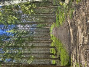 Motorola Edge 60 Pro photo Moto AL