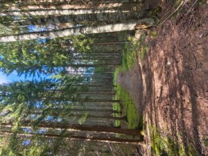 Motorola Edge 60 Pro photo Moto AL