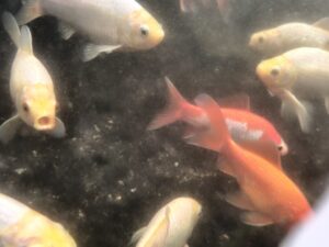 oppo reno14 5g review gadgetgea0001